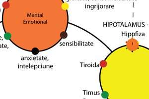 Curs acupunctura Taoista – Acupunctura in 6 energii primordiale